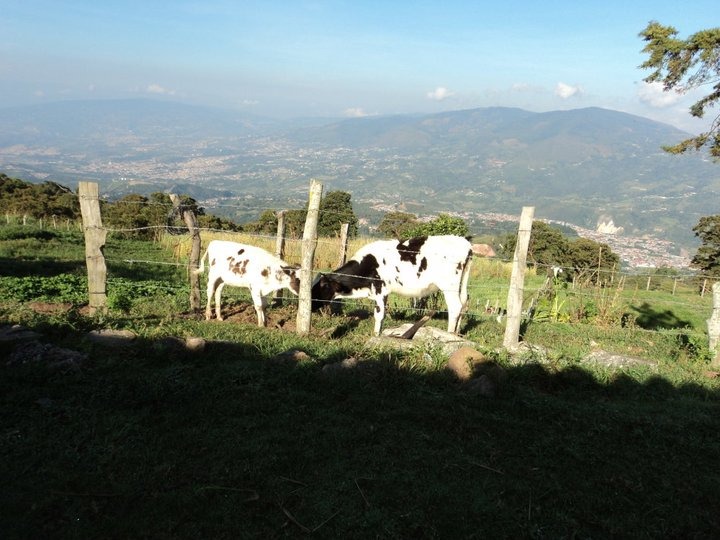 Cows on a farm