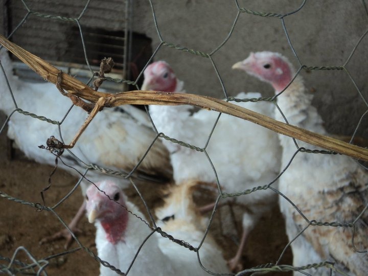 Chickens in a farm.